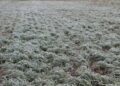 Nieve en el campo: la ola polar sorprende a productores con nevadas