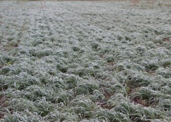 Nieve en el campo: la ola polar sorprende a productores con nevadas