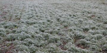 Nieve en el campo: la ola polar sorprende a productores con nevadas