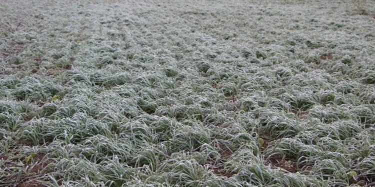 Nieve en el campo: la ola polar sorprende a productores con nevadas