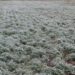 Nieve en el campo: la ola polar sorprende a productores con nevadas