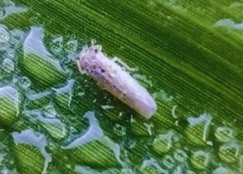 La ola de frío le puso un freno a la chicharrita: bajan las poblaciones y cambia el mapa de riesgo para el maíz