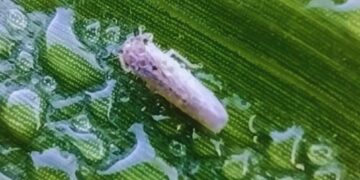 La ola de frío le puso un freno a la chicharrita: bajan las poblaciones y cambia el mapa de riesgo para el maíz