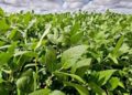 Pronóstico: se espera un “Niño” fuerte, que podría generar un gran año para el agro