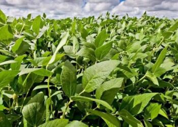 Pronóstico: se espera un “Niño” fuerte, que podría generar un gran año para el agro