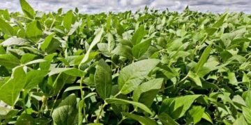 Pronóstico: se espera un “Niño” fuerte, que podría generar un gran año para el agro