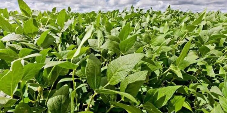 Pronóstico: se espera un “Niño” fuerte, que podría generar un gran año para el agro