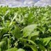 Pronóstico: se espera un “Niño” fuerte, que podría generar un gran año para el agro