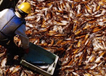 Marea exportadora: la pesca argentina creció más de 20% y ya genera USD 1.000 millones