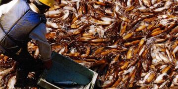 Marea exportadora: la pesca argentina creció más de 20% y ya genera USD 1.000 millones