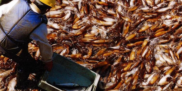 Marea exportadora: la pesca argentina creció más de 20% y ya genera USD 1.000 millones