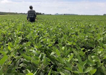 Soja: claves para achicar la brecha de rendimiento y producir más en el mismo lote