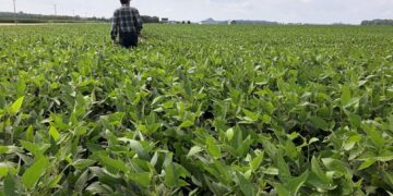 Soja: claves para achicar la brecha de rendimiento y producir más en el mismo lote