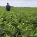 Soja: claves para achicar la brecha de rendimiento y producir más en el mismo lote