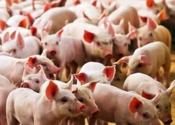 El Senasa capacitó sobre la prevención de la triquinosis