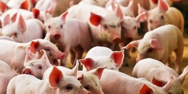 El Senasa capacitó sobre la prevención de la triquinosis