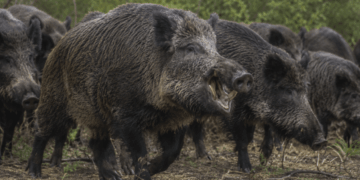 Un invasor sin control: estiman que el jabalí provoca pérdidas en el agro por U$S 1.600 millones al año