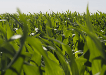Biotecnología: aprueban un nuevo maíz OGM con protección contra insectos y tolerancia a herbicidas