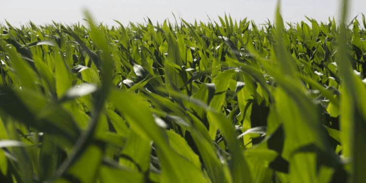 Biotecnología: aprueban un nuevo maíz OGM con protección contra insectos y tolerancia a herbicidas