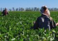 La polinización también define a la soja: un hallazgo del INTA y el Conicet cambia un paradigma agrícola