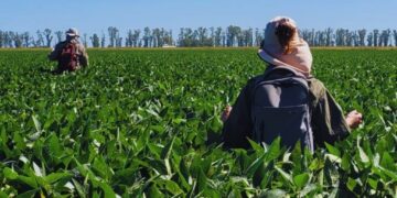 La polinización también define a la soja: un hallazgo del INTA y el Conicet cambia un paradigma agrícola