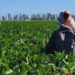 La polinización también define a la soja: un hallazgo del INTA y el Conicet cambia un paradigma agrícola