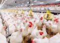 El festejo del pollo en el Día de la Avicultura: supera a la carne vacuna y es récord de consumo