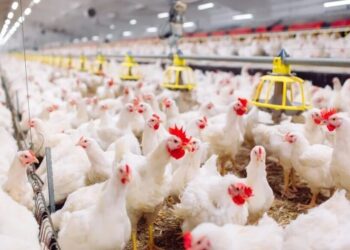 El festejo del pollo en el Día de la Avicultura: supera a la carne vacuna y es récord de consumo