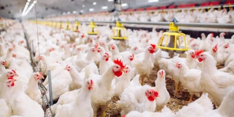 El festejo del pollo en el Día de la Avicultura: supera a la carne vacuna y es récord de consumo