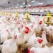 El festejo del pollo en el Día de la Avicultura: supera a la carne vacuna y es récord de consumo