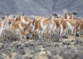 La expansión del guanaco sigue y preocupa: en Santa Cruz ya hay 2 millones, el doble que hace 10 años