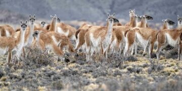 La expansión del guanaco sigue y preocupa: en Santa Cruz ya hay 2 millones, el doble que hace 10 años
