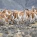 La expansión del guanaco sigue y preocupa: en Santa Cruz ya hay 2 millones, el doble que hace 10 años