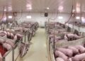 Carne de cerdo: por qué Argentina tiene una oportunidad histórica para convertirse en un gran exportador