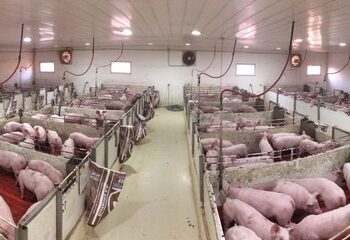 Carne de cerdo: por qué Argentina tiene una oportunidad histórica para convertirse en un gran exportador