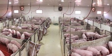 Carne de cerdo: por qué Argentina tiene una oportunidad histórica para convertirse en un gran exportador
