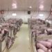 Carne de cerdo: por qué Argentina tiene una oportunidad histórica para convertirse en un gran exportador