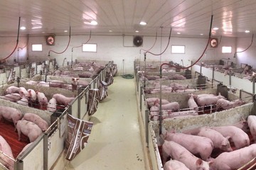 Carne de cerdo: por qué Argentina tiene una oportunidad histórica para convertirse en un gran exportador