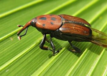 Una plaga letal: las palmeras de Entre Ríos ya sufren el impacto del “picudo rojo”