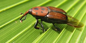 Una plaga letal: las palmeras de Entre Ríos ya sufren el impacto del “picudo rojo”