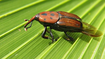 Una plaga letal: las palmeras de Entre Ríos ya sufren el impacto del “picudo rojo”