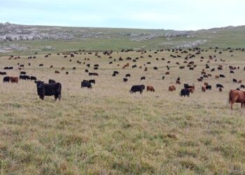 Pastoreos de invierno: cultivos al servicio de la recría redefinen el manejo en los sistemas integrados