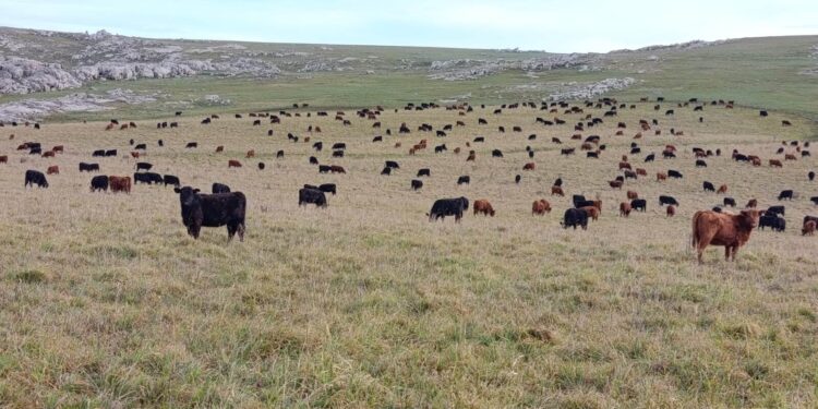 Pastoreos de invierno: cultivos al servicio de la recría redefinen el manejo en los sistemas integrados