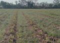 Caña de azúcar y Vicia villosa: la tecnología que mejora el suelo y ayuda a sostener los rindes en el NOA