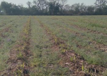 Caña de azúcar y Vicia villosa: la tecnología que mejora el suelo y ayuda a sostener los rindes en el NOA
