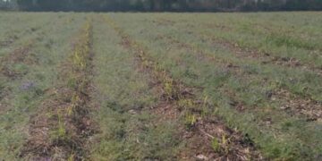 Caña de azúcar y Vicia villosa: la tecnología que mejora el suelo y ayuda a sostener los rindes en el NOA
