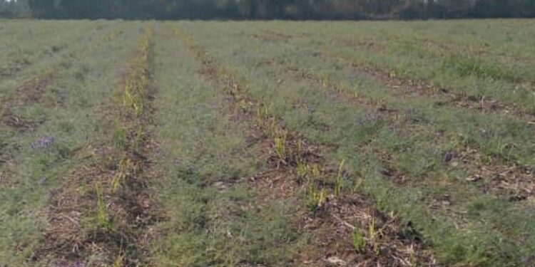 Caña de azúcar y Vicia villosa: la tecnología que mejora el suelo y ayuda a sostener los rindes en el NOA
