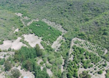 Nueces en Tucumán: Simón Asfoura y el desafío de producir un cultivo que gana espacio en el NOA