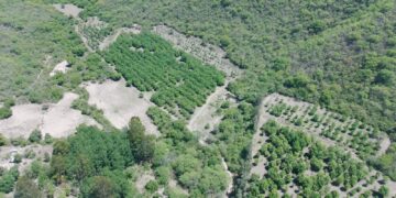 Nueces en Tucumán: Simón Asfoura y el desafío de producir un cultivo que gana espacio en el NOA