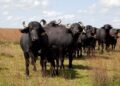 Los búfalos pisan fuerte: el rodeo argentino no para de crecer y tienen una gran oportunidad exportadora